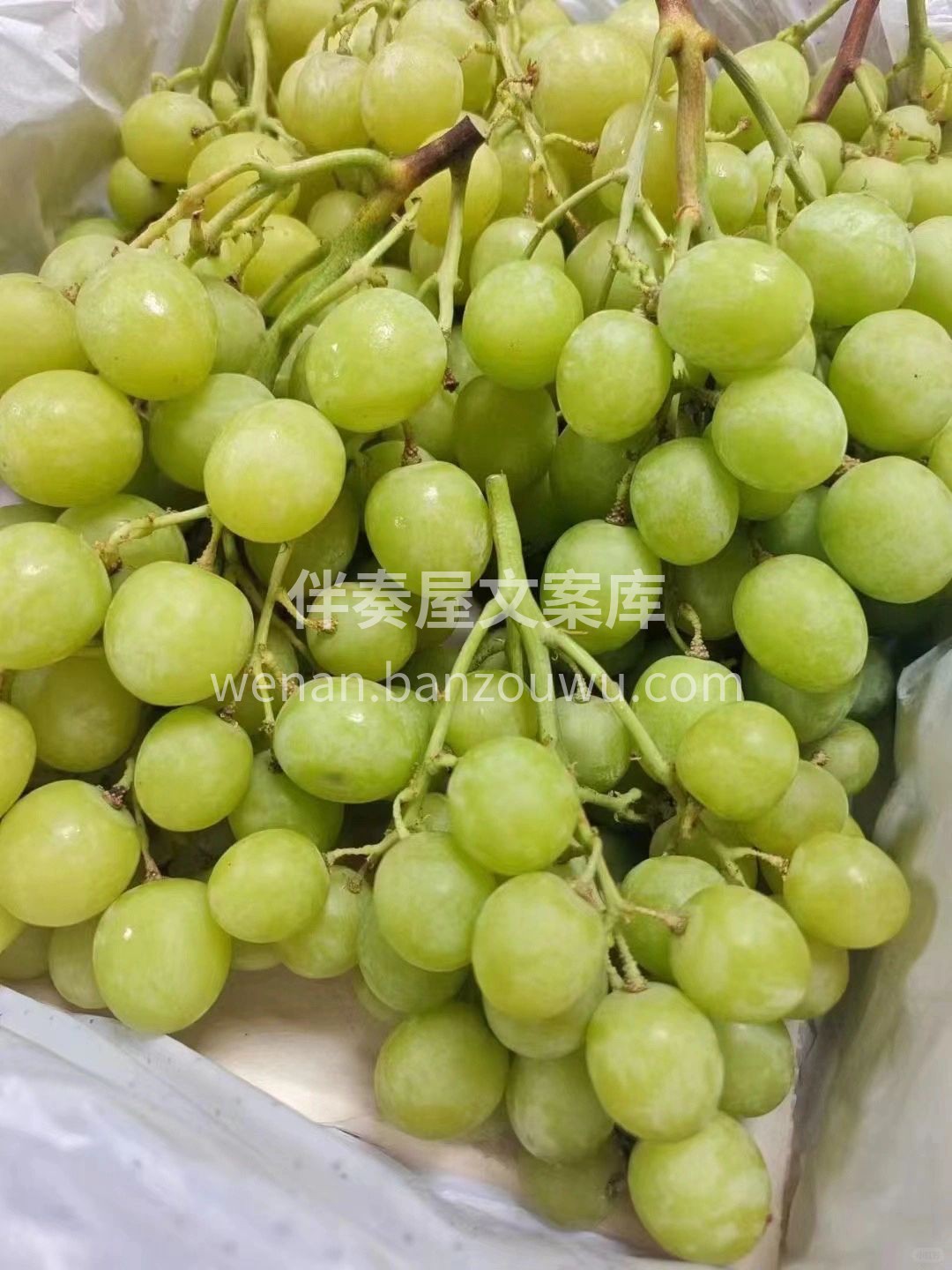 澳洲阳光雨露滋润💦，土壤营养高🌱，水量充 配图2