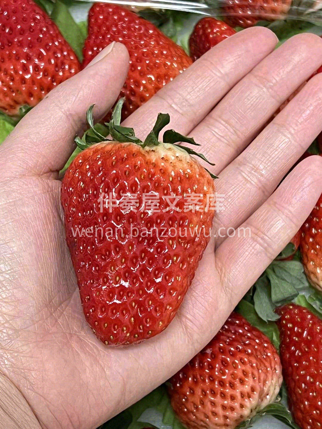 🍓一身颜润如宝石的鲜艳红色🔴 浓郁且舒服 配图2