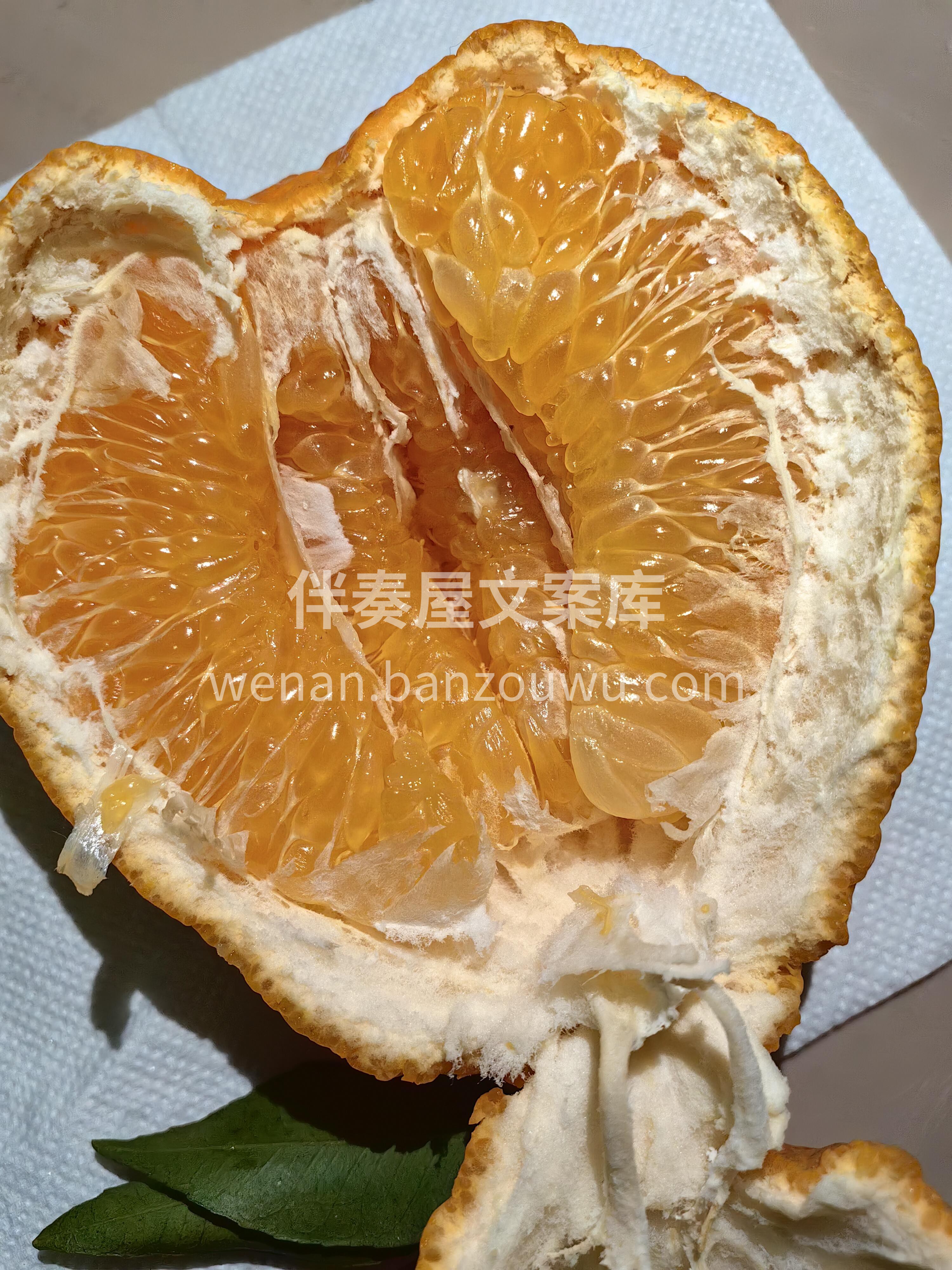 🍊 春见耙耙柑正当红！ 果皮软软一剥就开 配图2