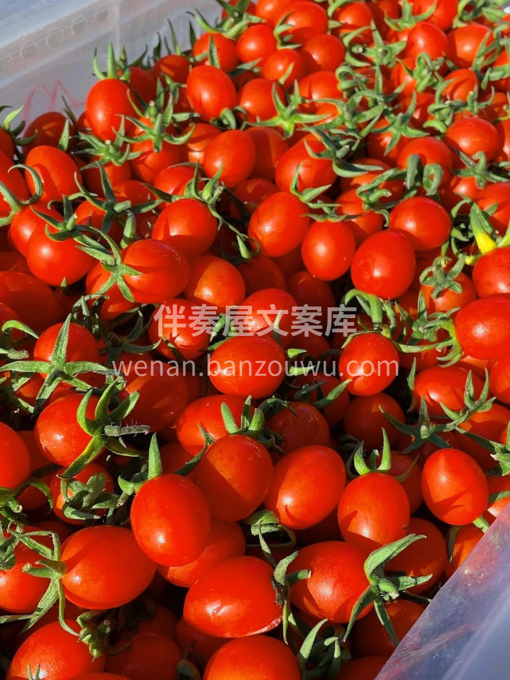 玲珑小番茄🙋高维C推荐：玲珑小番茄🍅🍅一 配图2