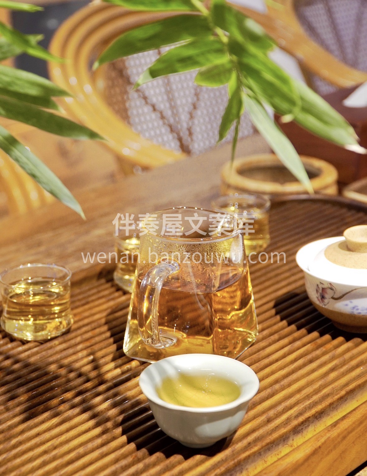云南高山白茶｜🎁 月光白的温柔，藏着云雾 配图2