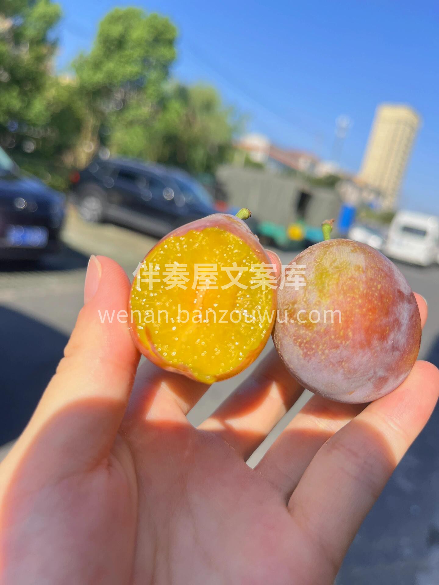 🌈西梅上新👏👏 任何人错过这款🈳运西梅🍃 配图2