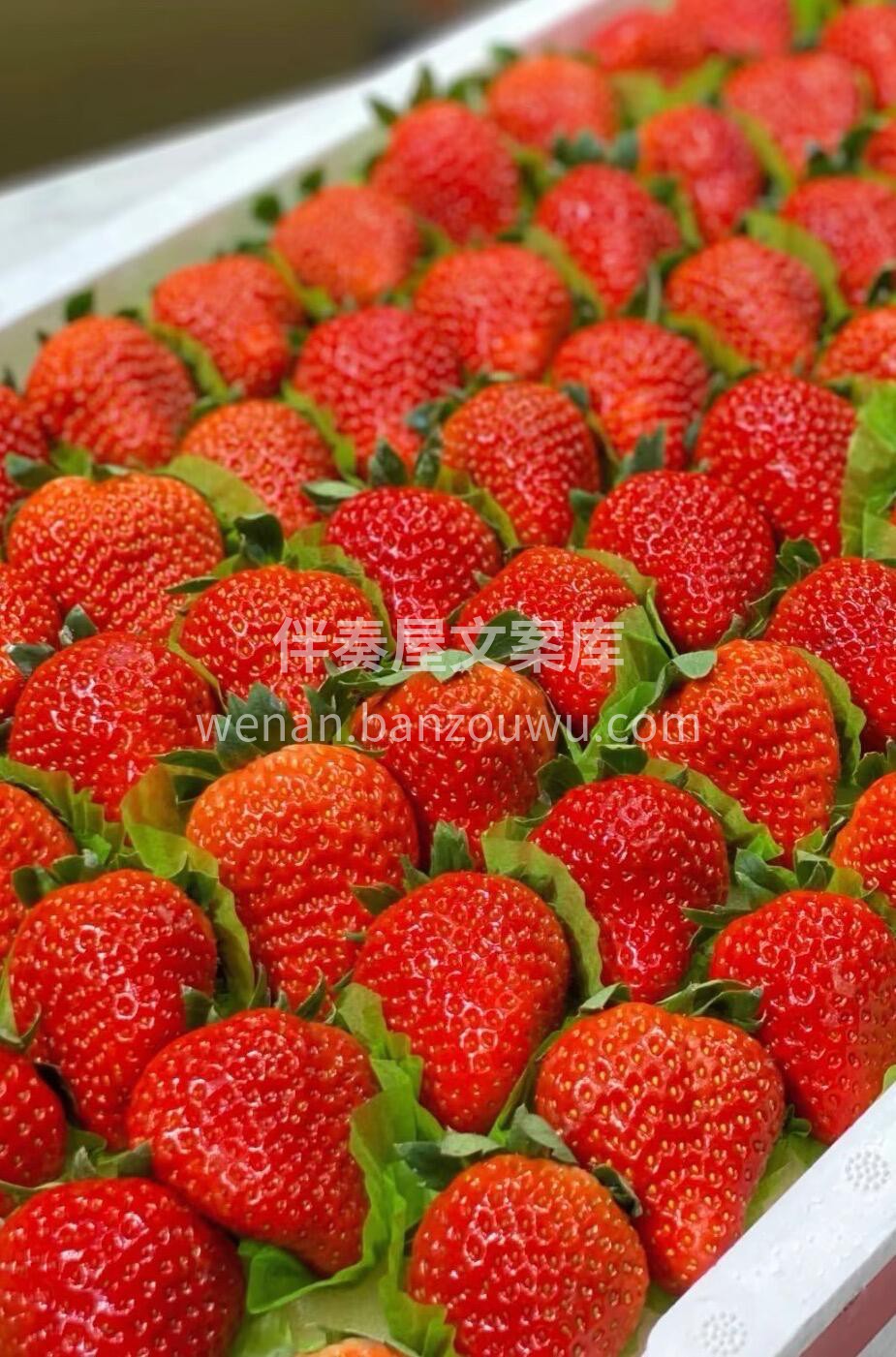 冬天一定是草莓味的🌈今日红颜草莓🍓大颗粒 配图3
