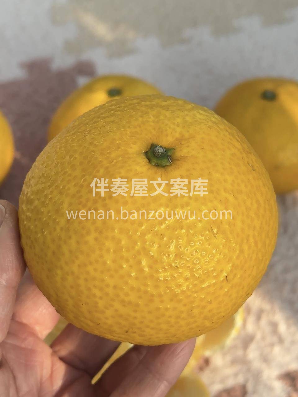 来自“中国柚乡”福建冬天的幸福感 是在暖 配图3
