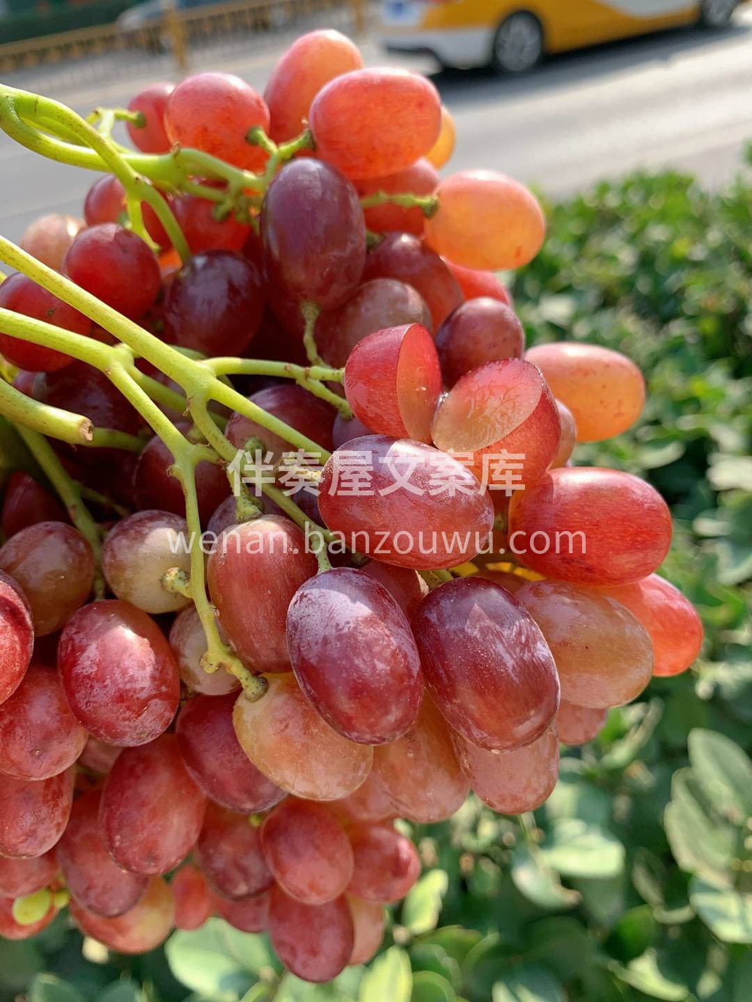 ?它不需要吐籽、皮薄不涩，肉质脆嫩，脆到 配图3
