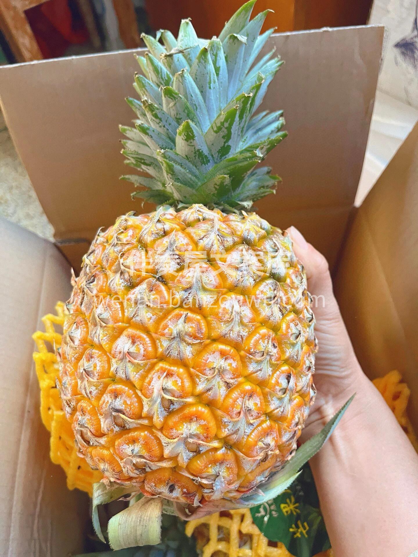 🍍肉质细腻，水分充足，一口下去果汁四溢💢 配图2