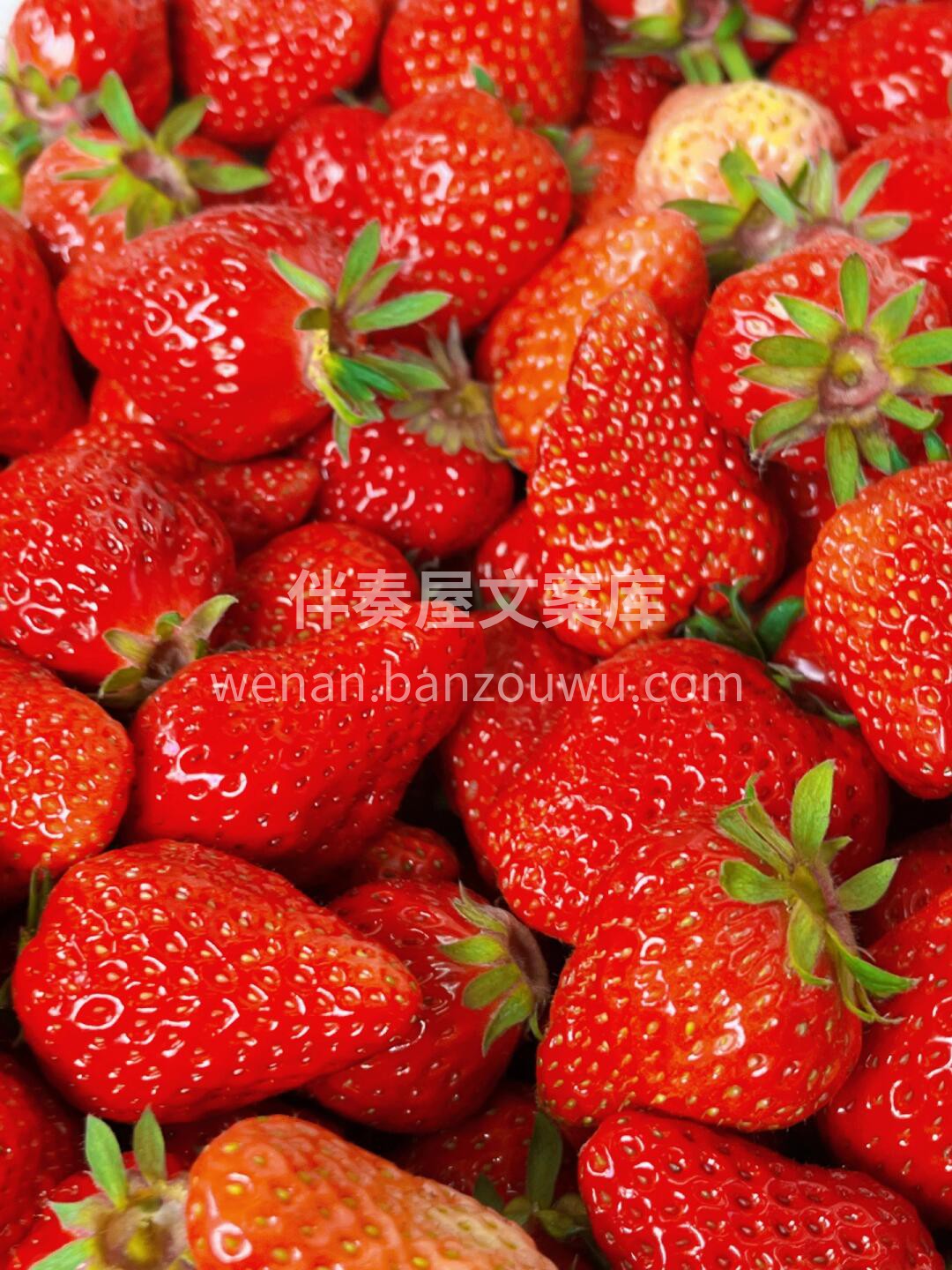 冬天的快乐🙂 丹东红颜草莓（超大果）🍓  配图1