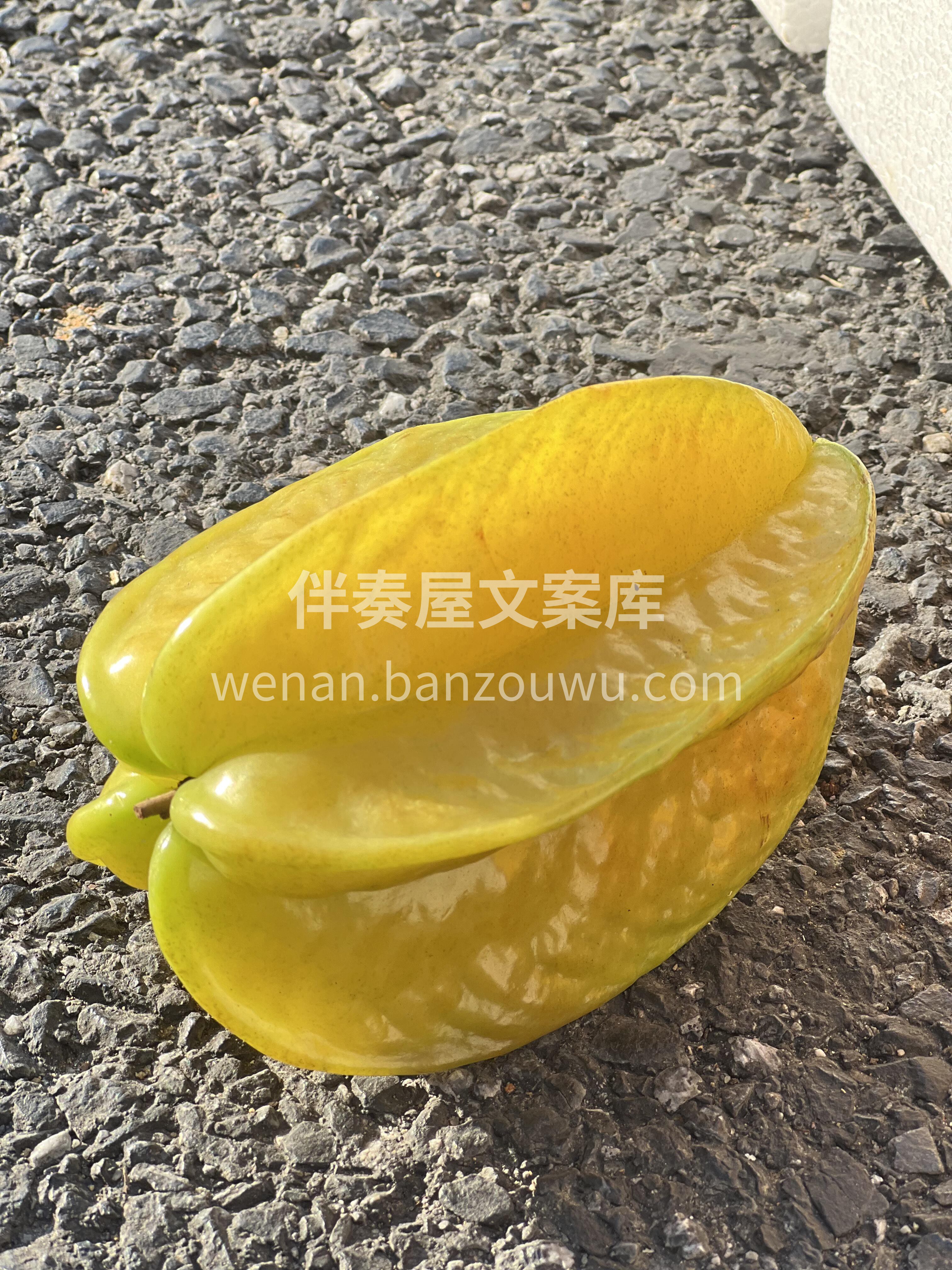 【树上熟杨桃超大果】 树熟的才够黄⭐️  配图2