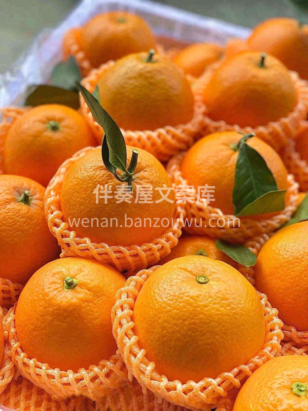 此时已满园橙香🍊，念你的人正在路上🏃 我 配图2