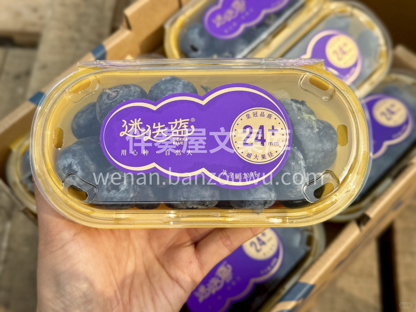 ✨——迷迭蓝！24+超大果 ❤️颗颗饱满 配图1