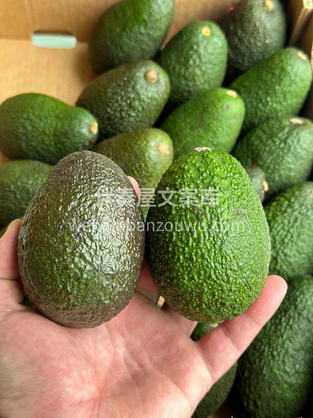 好漂亮的牛油果有“森林奶油”🥑之美誉，个 配图3