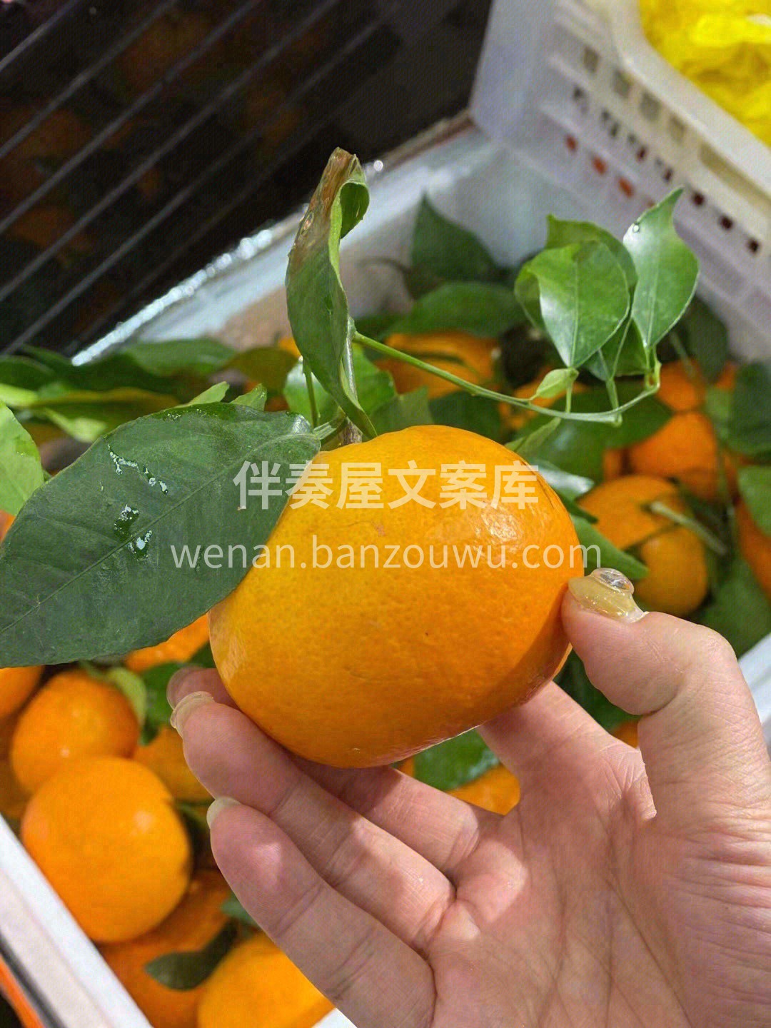 🌈「明日见」甜度超高，口感非常有层次 脆 配图1