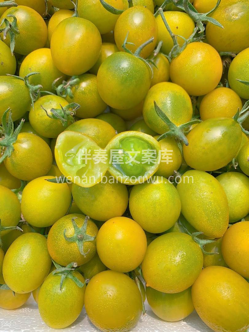 这个品种的小番茄你们吃过吗😊 饱满多汁💦 配图2