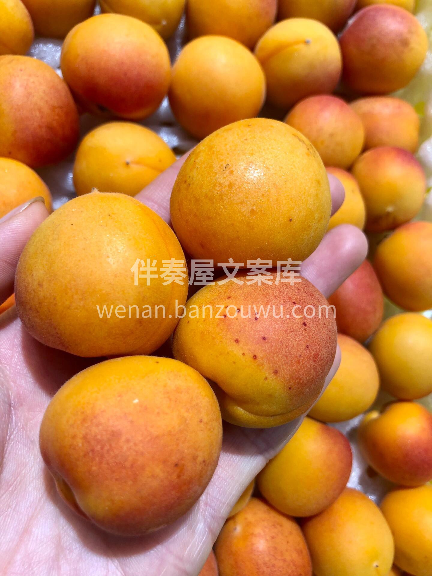 新疆吊干杏💕 🍃夏日新疆的C位担当 ✨小 配图2