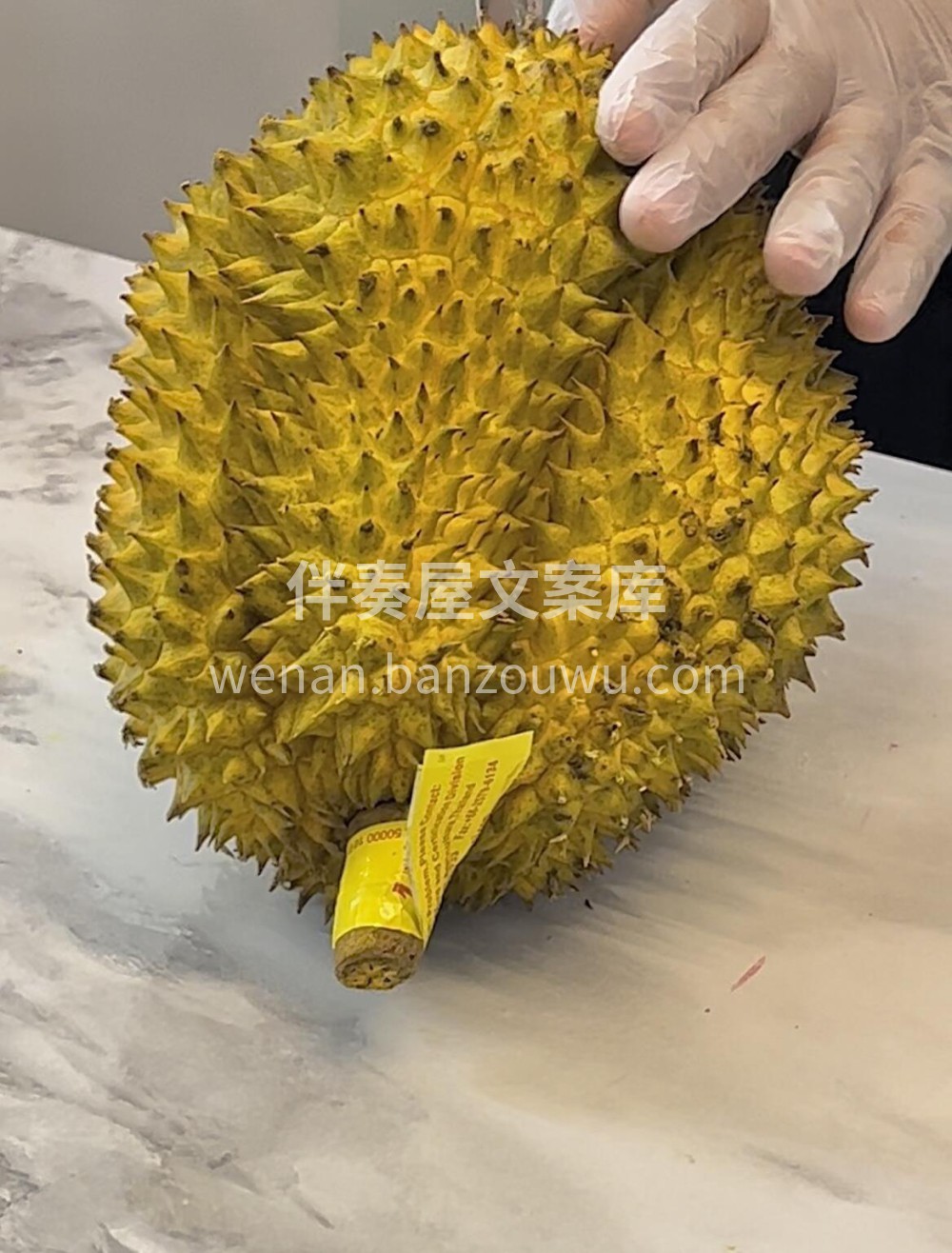 分享今天开的金枕榴莲‼️ 连续开了两个榴 配图3