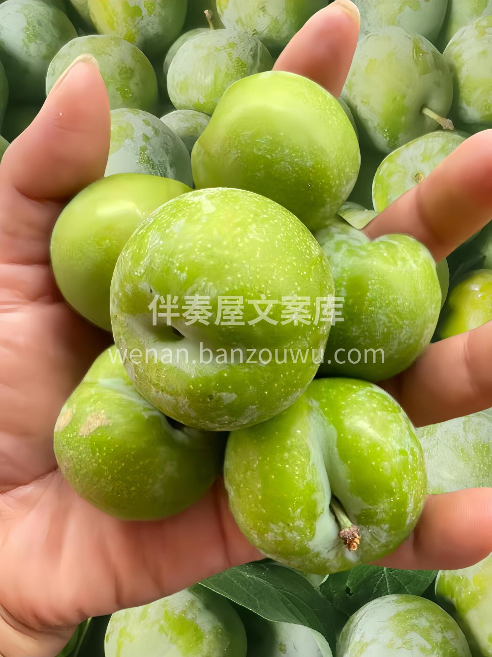 一口爆汁的脆甜脱骨李！我爱惨了！ 谁会拒 配图3