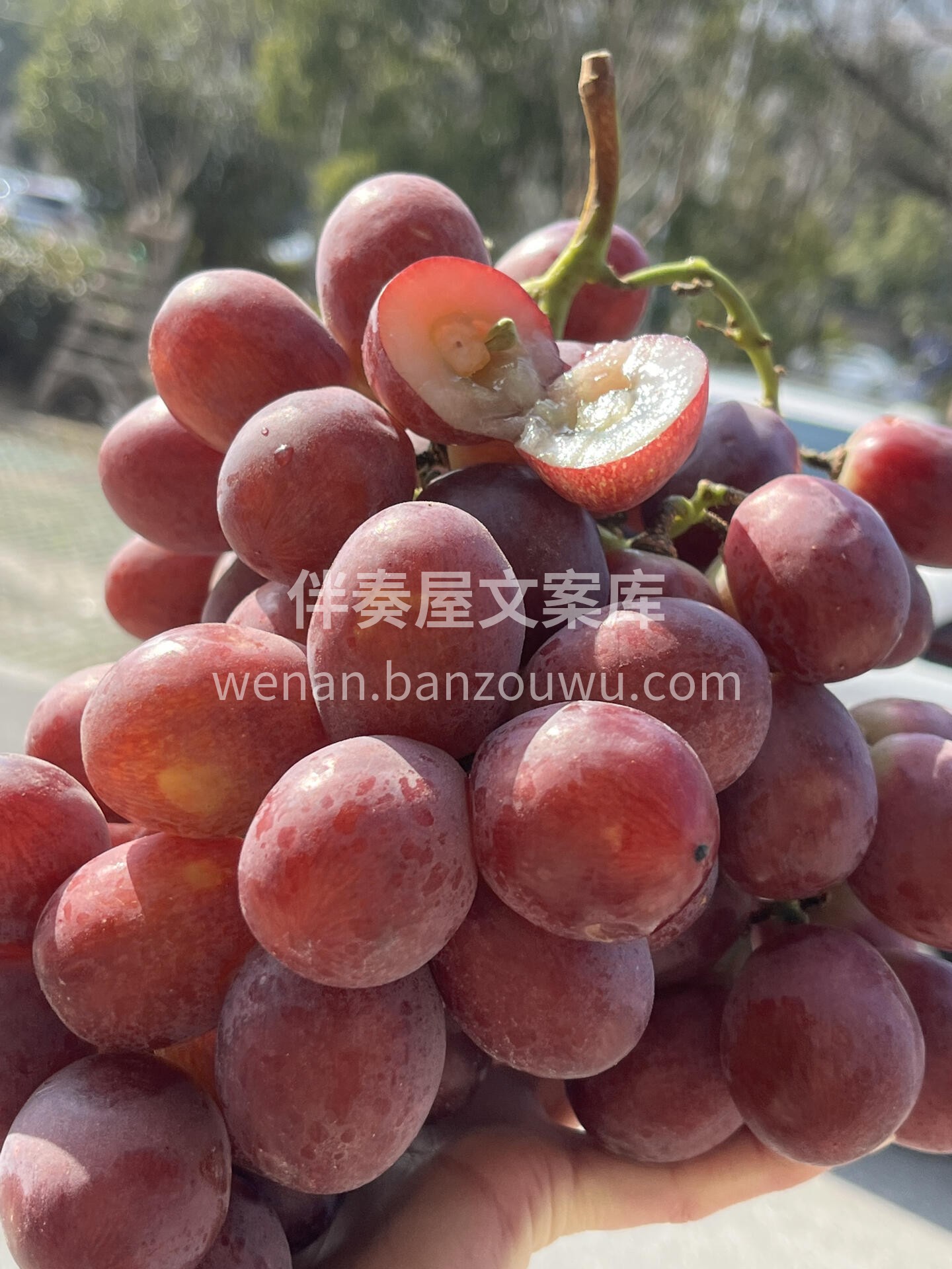 进口大红提上新🍇 品质绝绝子！硬蹦蹦！大 配图3