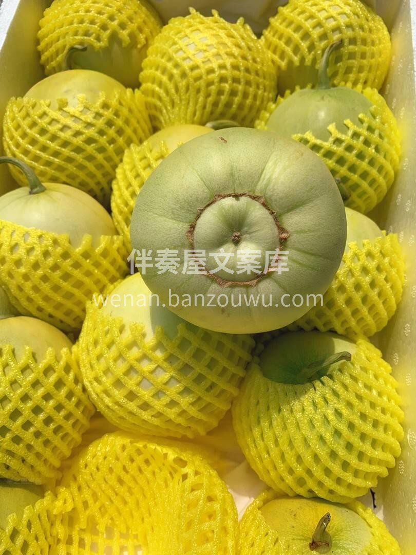 马连庄甜瓜?香喷喷，水润润～ 甜津津?一 配图3