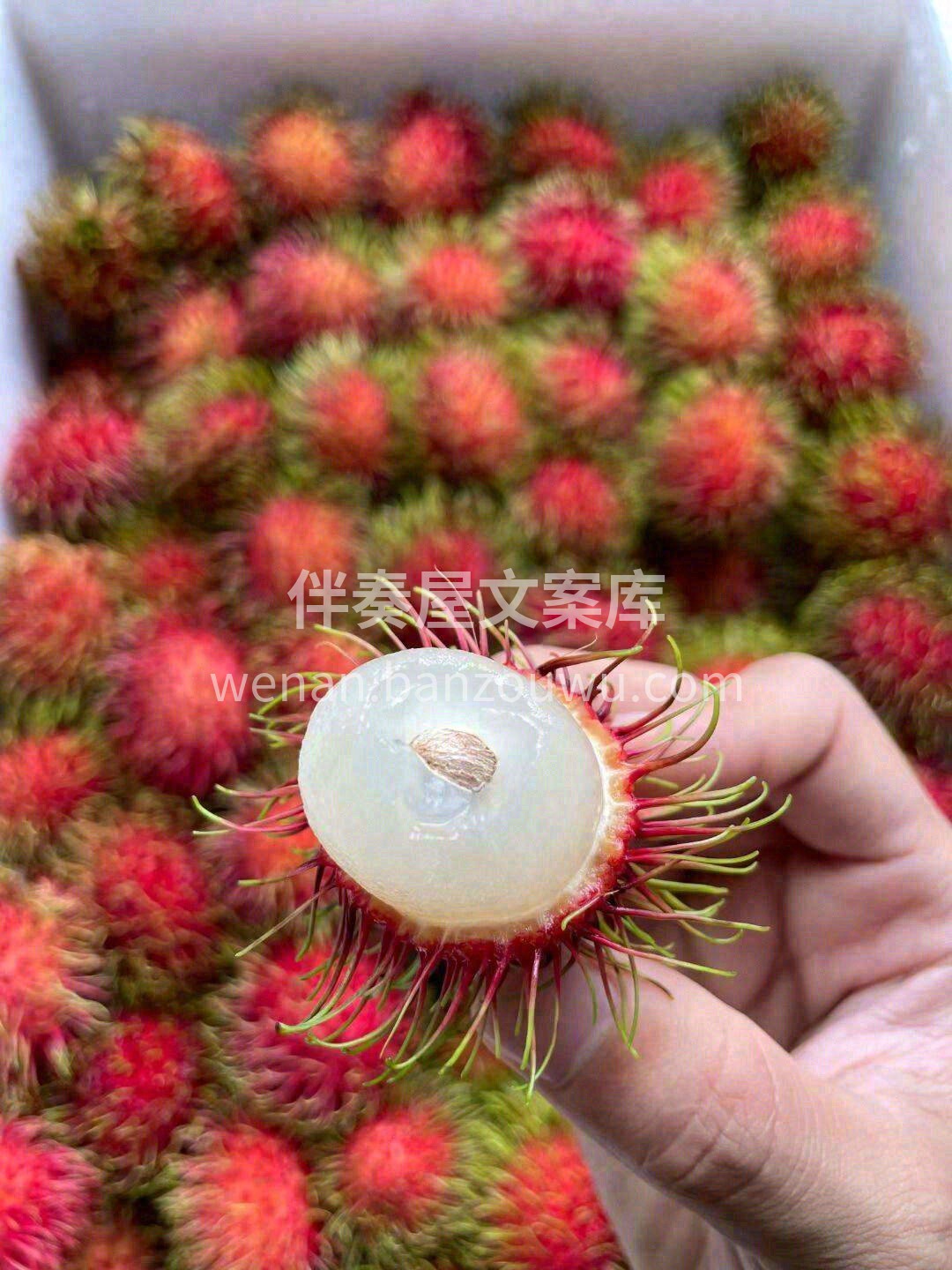 外形美，红绿相间的“长发”摇曳多姿🌿 红 配图1