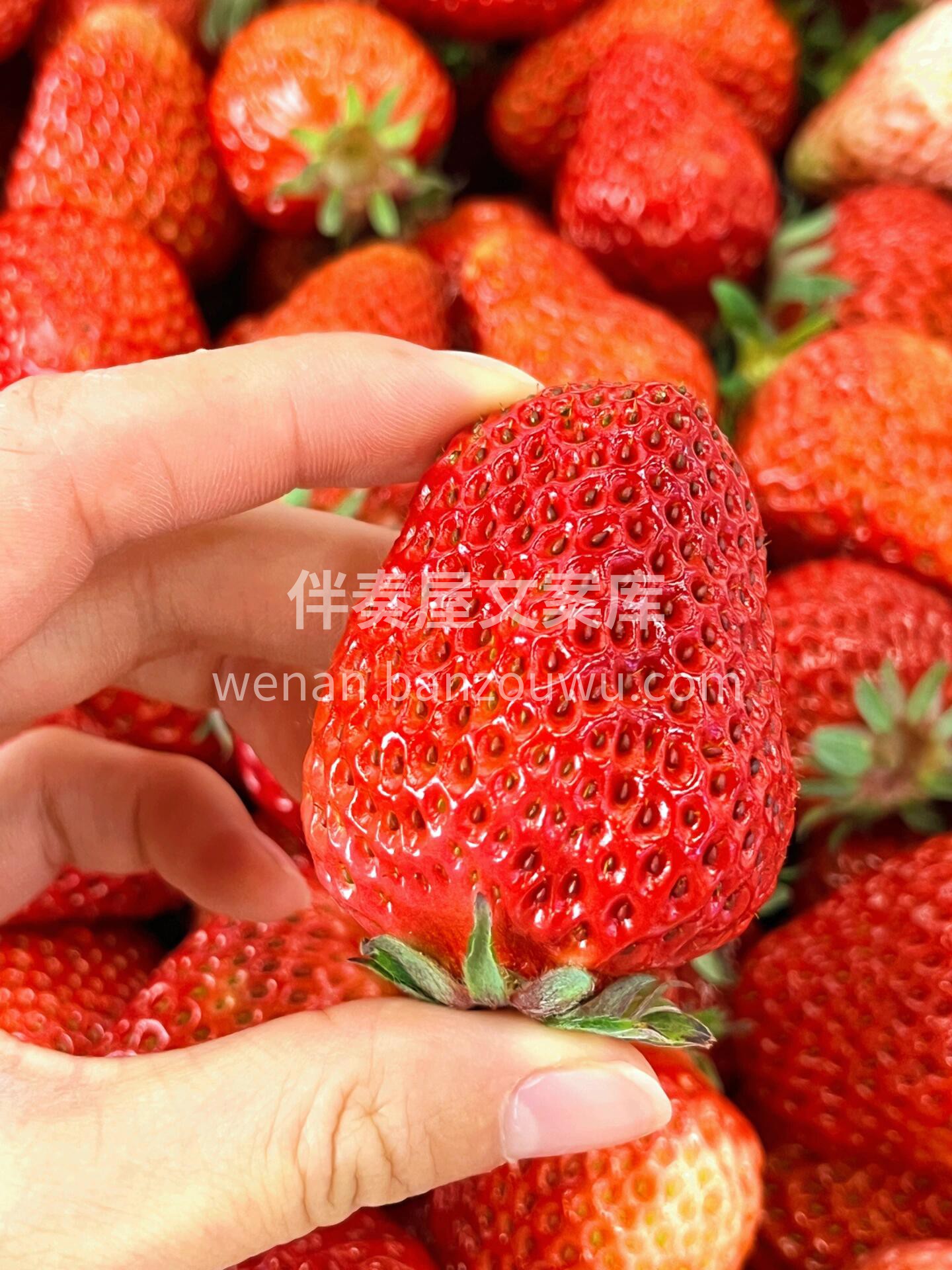 本地奶油草莓来咯🍓 一口下去，又香又甜又 配图1
