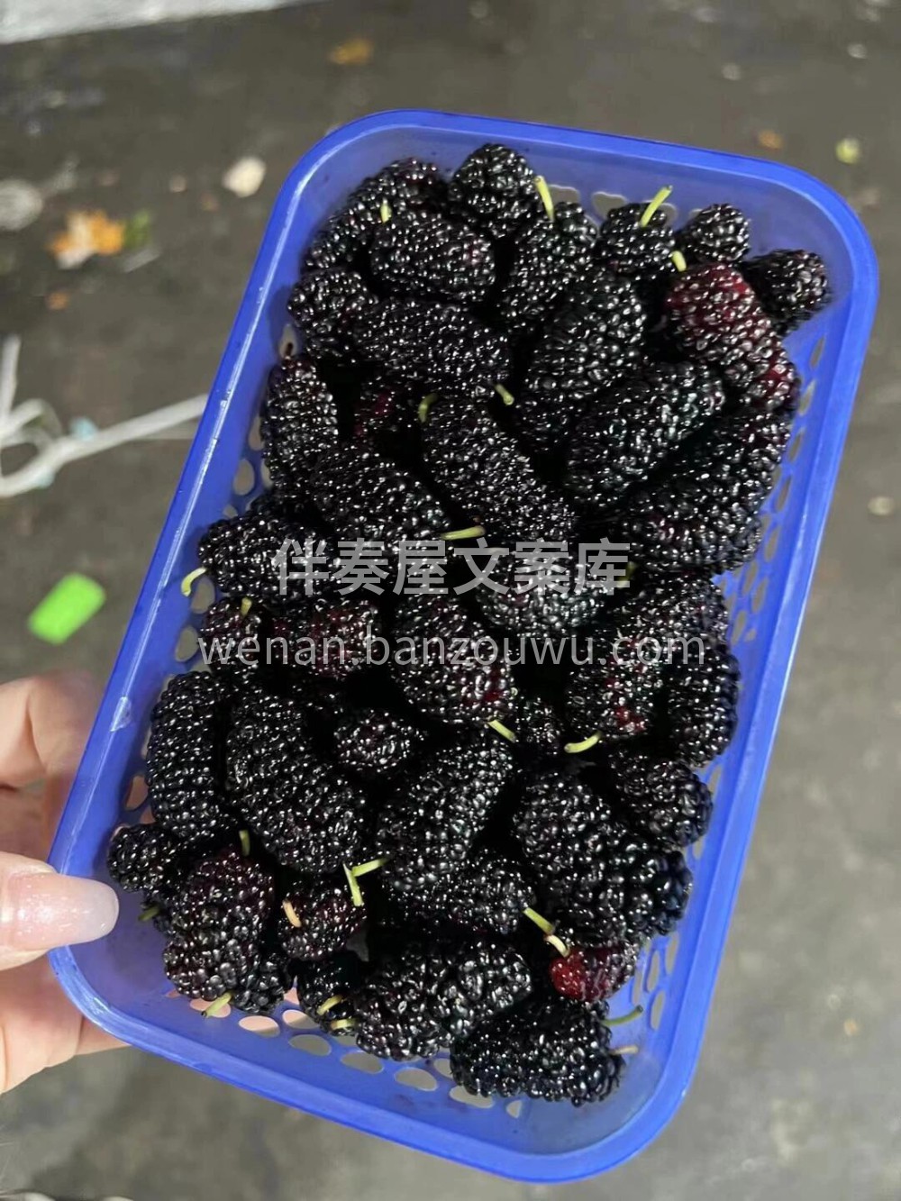 🖤串串黑珍珠，入口爆浆，香甜可口🍭咔嚓一 配图1