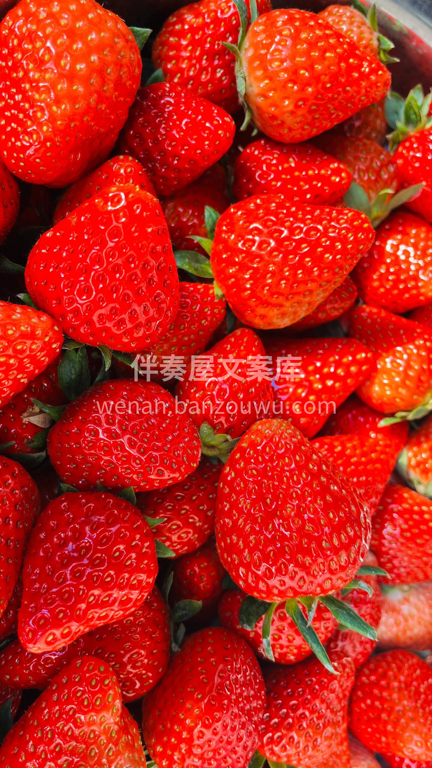 一颗颗草莓🍓俏皮可爱、红润饱满，一口咬下 配图3