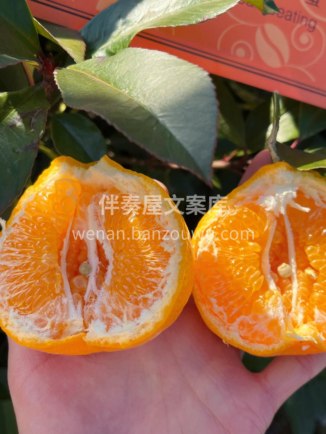 🍊【清爽解腻】耙耙柑🌿 果肉粒粒分明，汁 配图2