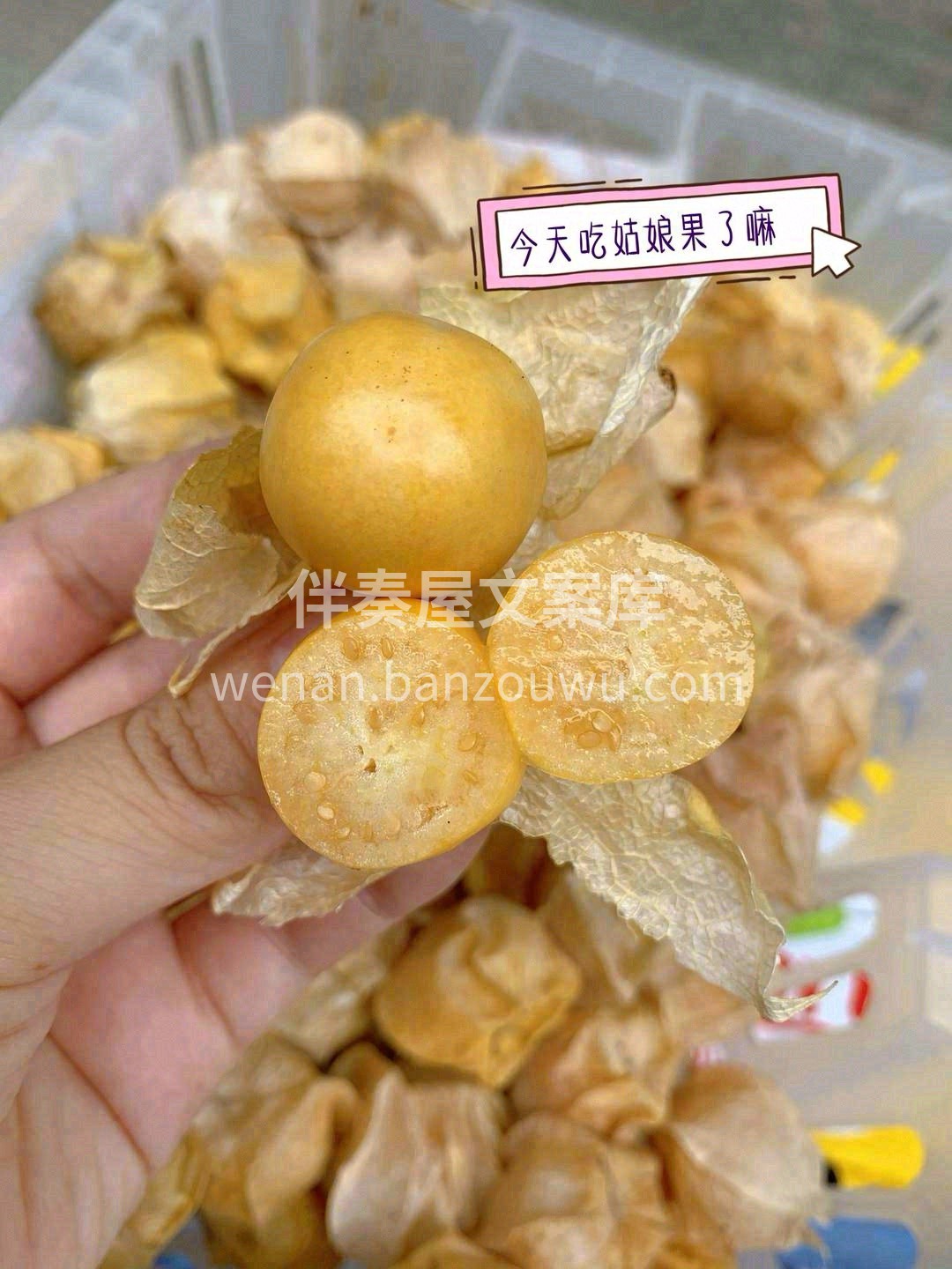 💛姑娘果一种来自东北的野生水果，穿着薄薄 配图2