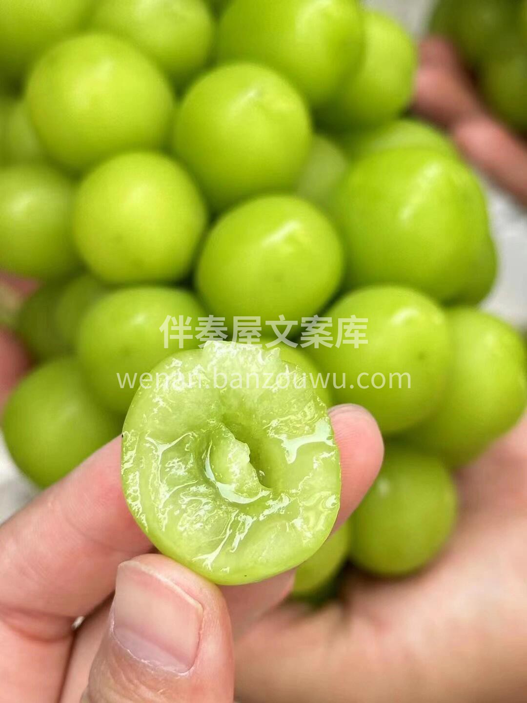 作为一个资深葡萄终结者，如果你要问掌柜哪 配图2