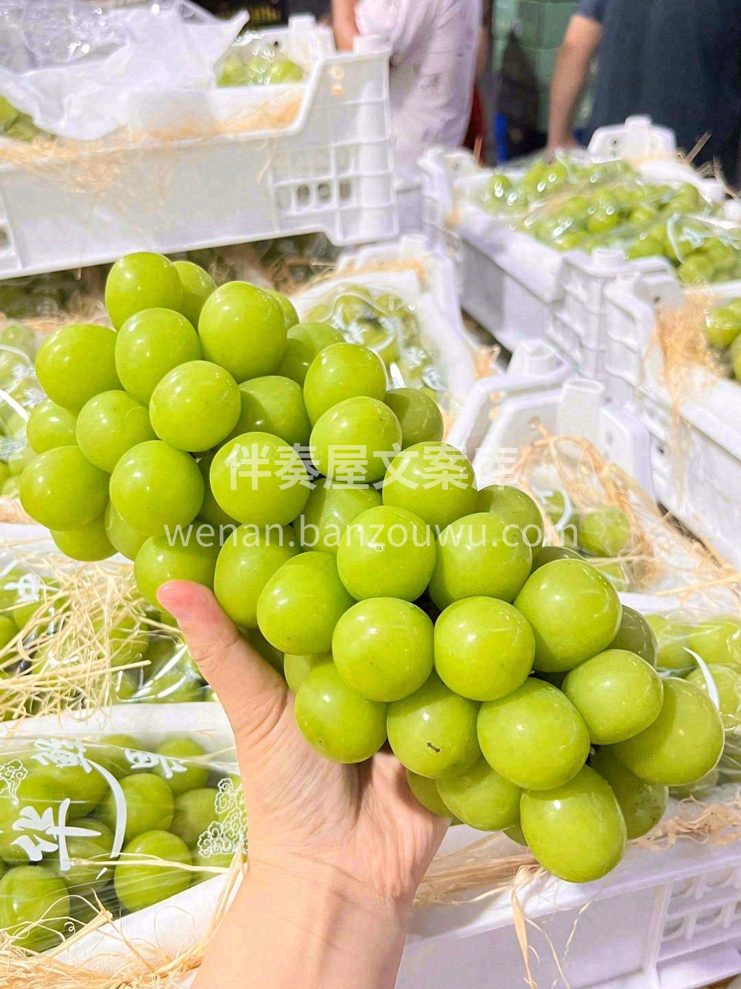 青提中的爱马仕🎠🎠 集清香🌼，果香🍇，花 配图2