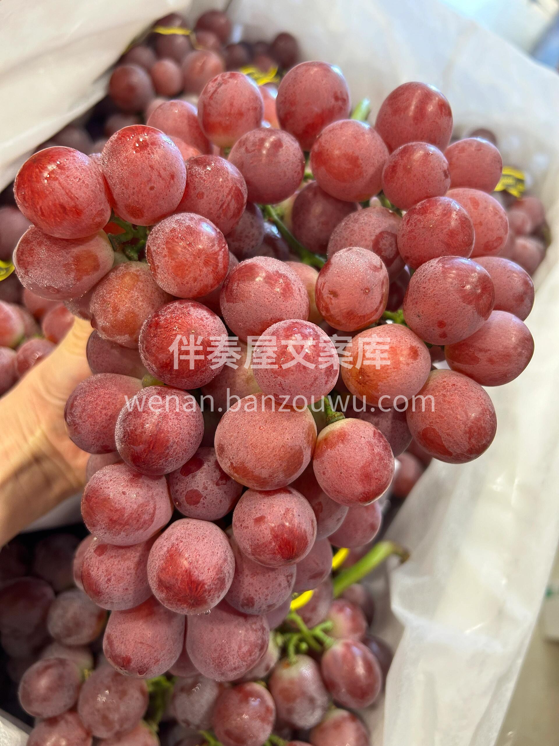 苍山洱海🌊，不及红提美味🌈 汁甜貌美🌬️ 配图2