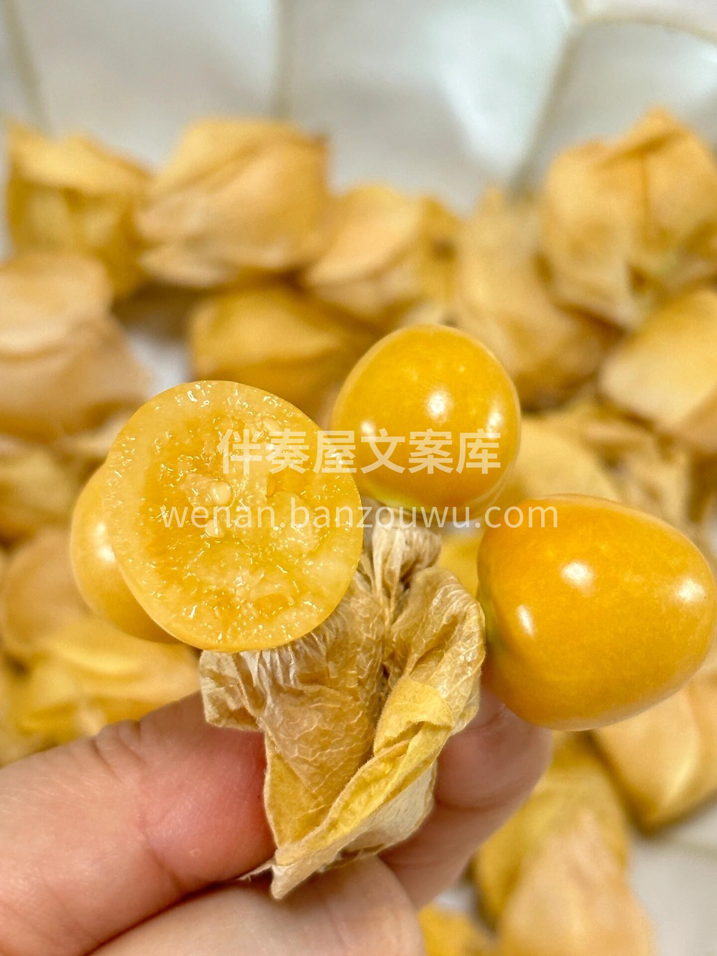 ⚠️👍到货🉐️姑娘果💛 神奇的小金豆儿！ 配图2