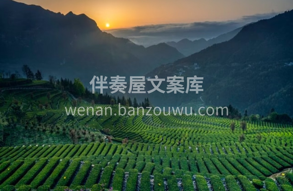 采恩施云雾，承千年蒸青。一杯玉露，茶汤清 配图3