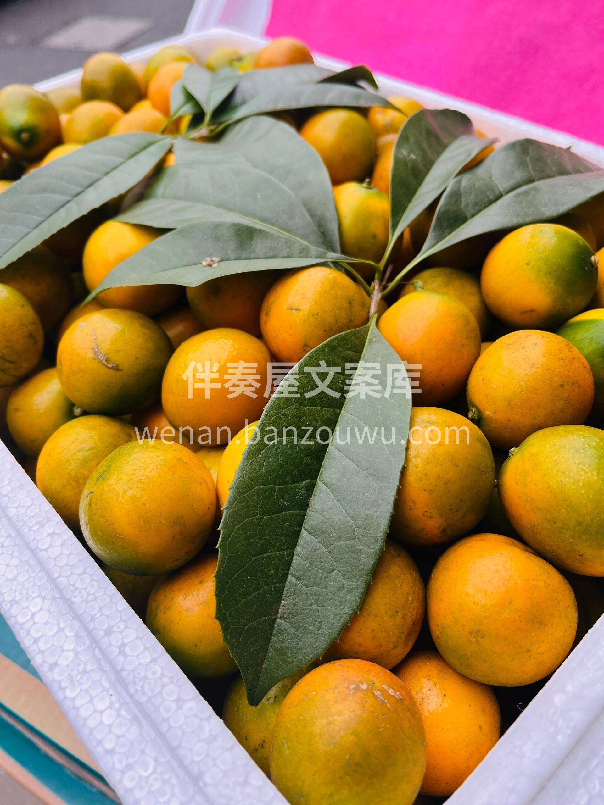 脆皮金桔🍊树上的小糖包🍀 彻底惊艳了我的 配图2
