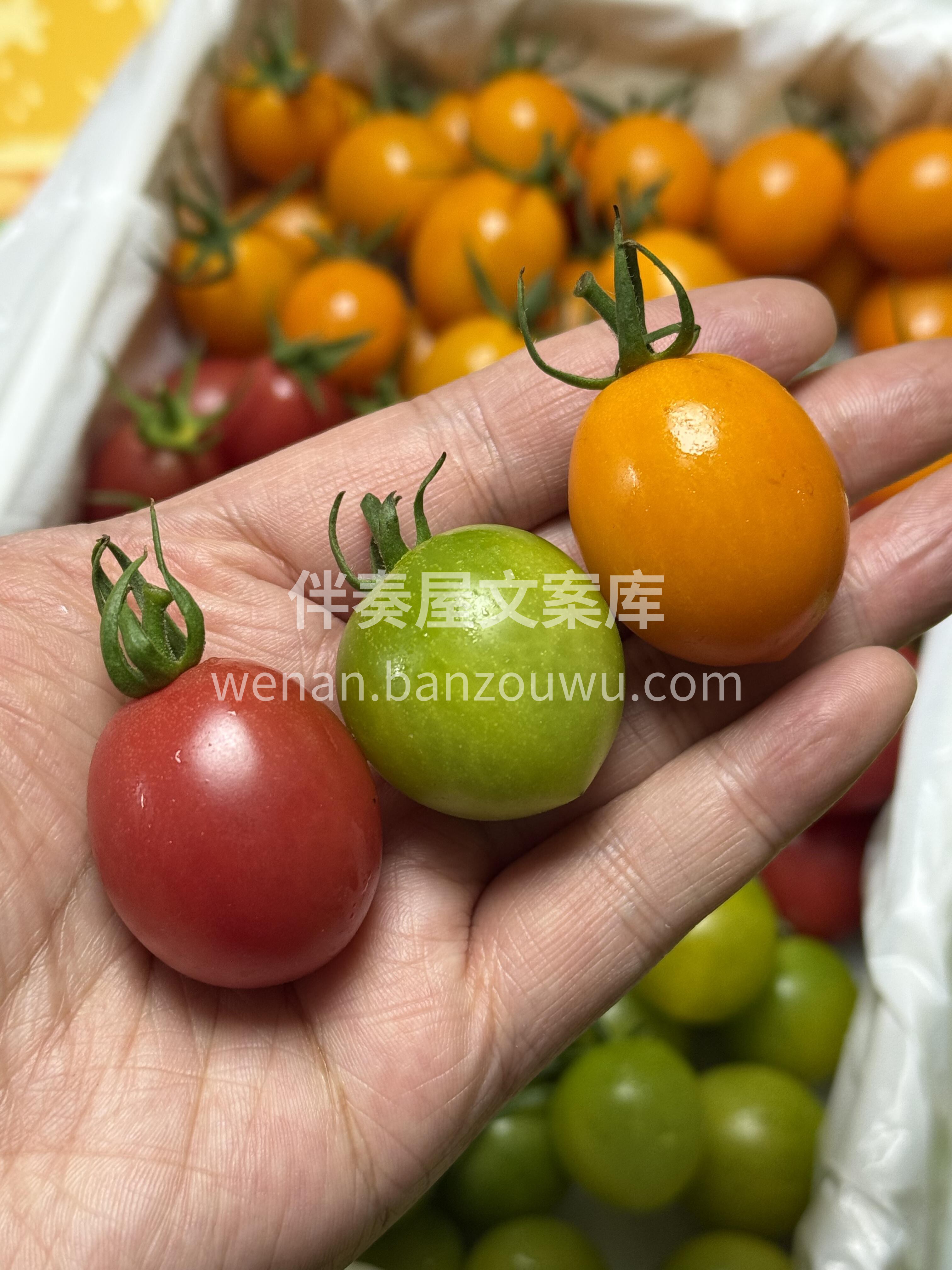 ✨三色小番茄聚齐一起，召唤维C小战士 如 配图1
