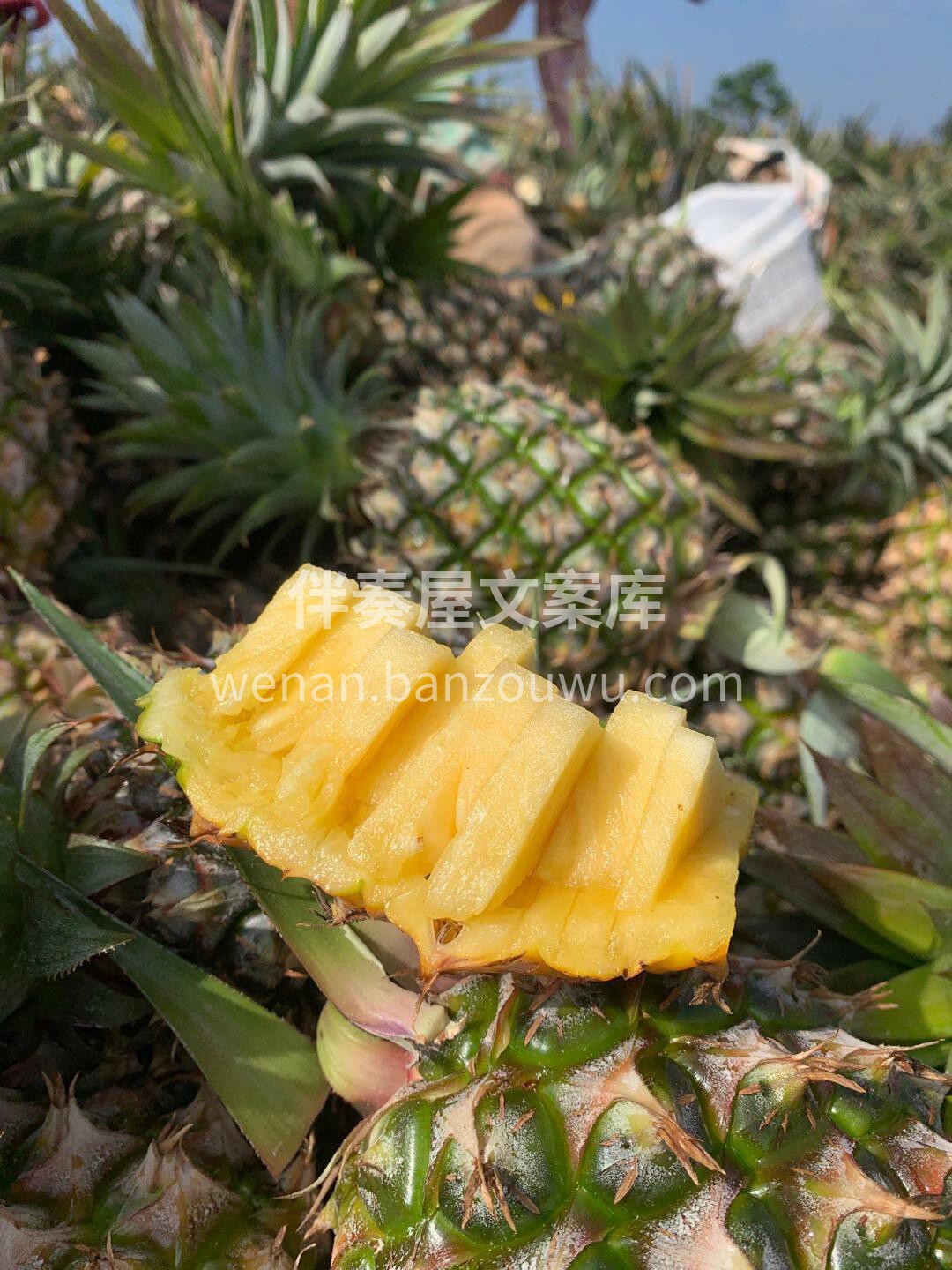 饭后推荐🤗冬蜜凤梨🍍 凤梨中的劳斯莱斯！ 配图2
