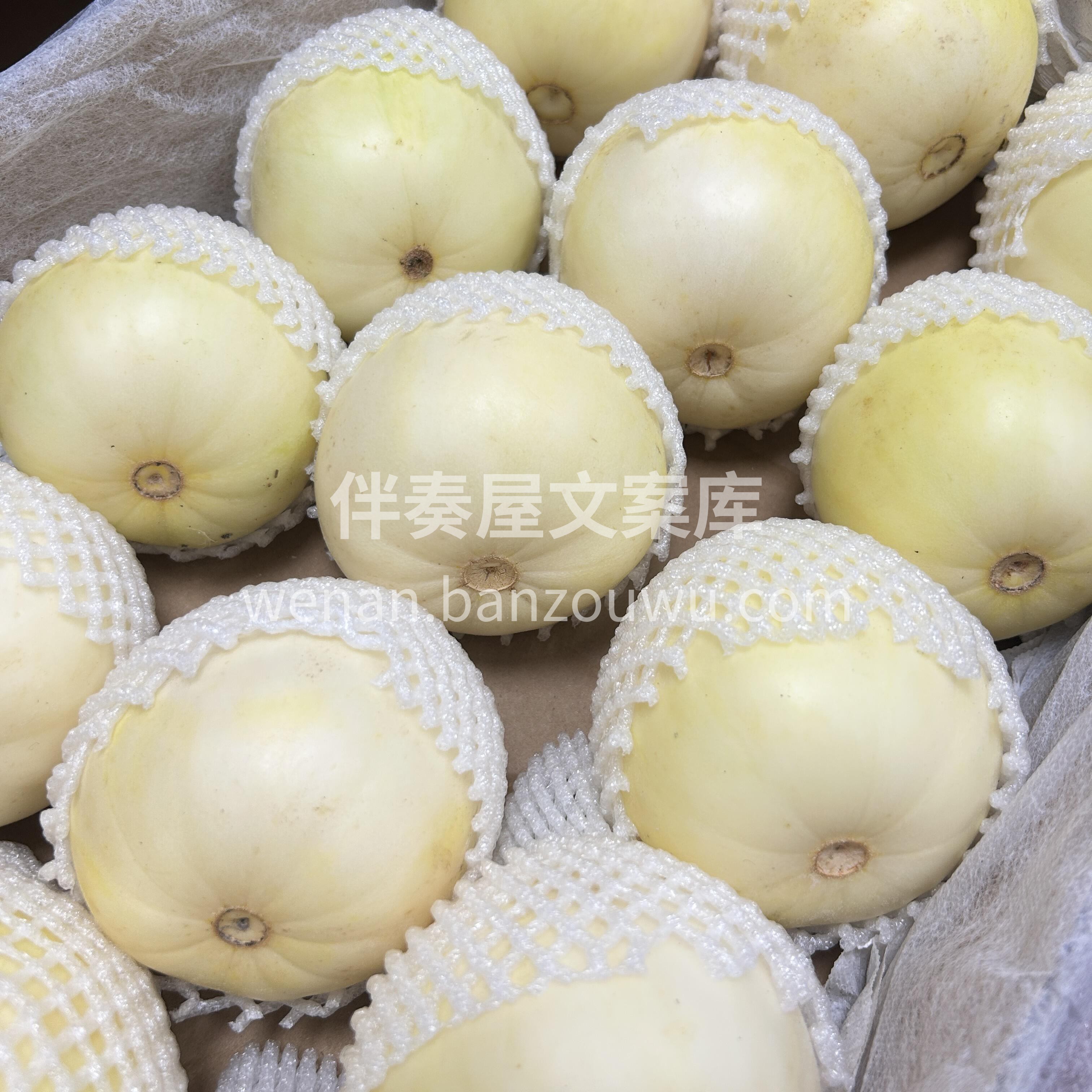 🍈白糖罐香瓜 早春香瓜中最早报道的一个品 配图3