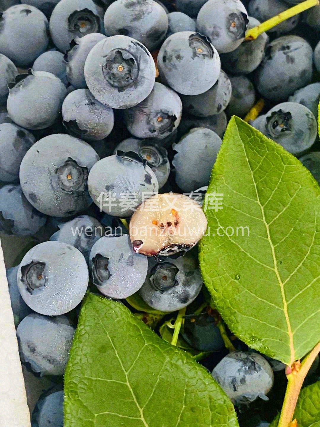 枝冠蓝莓?甜蜜你我，慵懒的午后☀️ 微醺 配图3