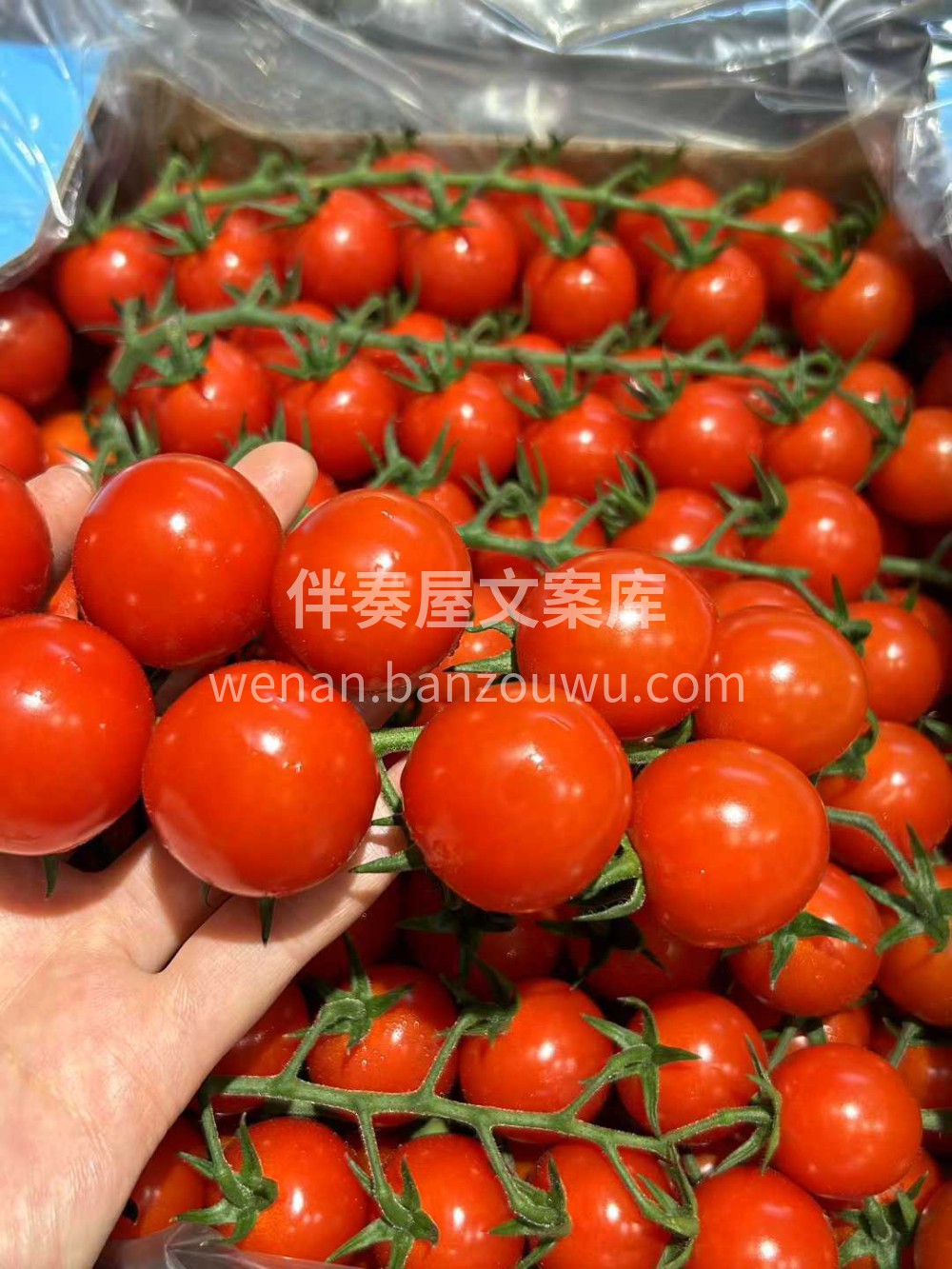 🍅✨快尝尝龙牌串番茄！🍅✨快尝尝龙牌串番 配图2