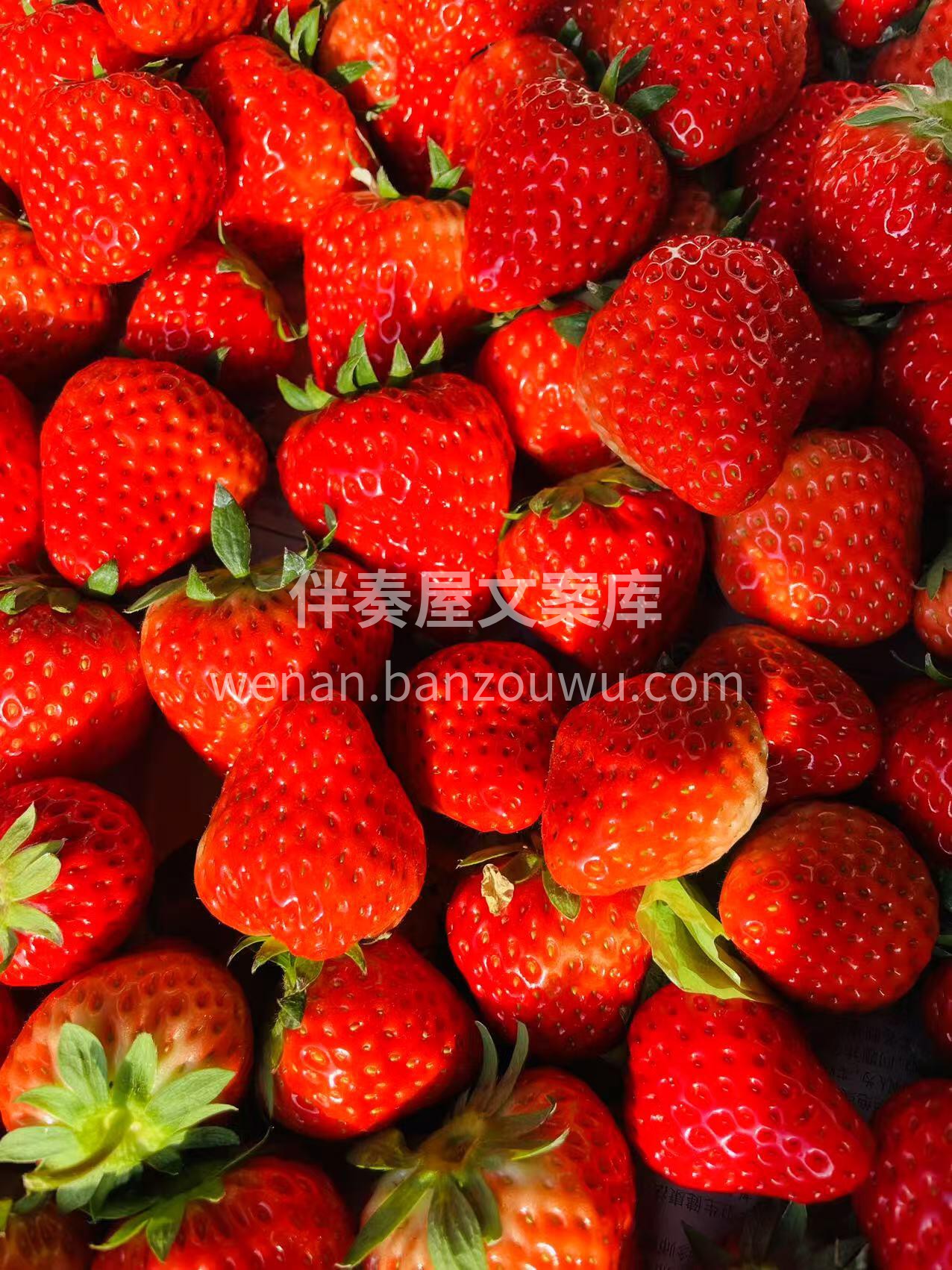 🌿红颜草莓新鲜到货👏 🍓草莓味的冬天，每 配图3