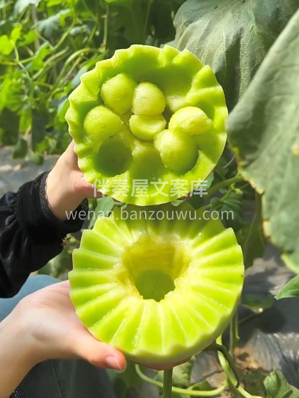 头茬儿‼️这个山东玉菇蜜瓜也太好吃啦 北 配图3