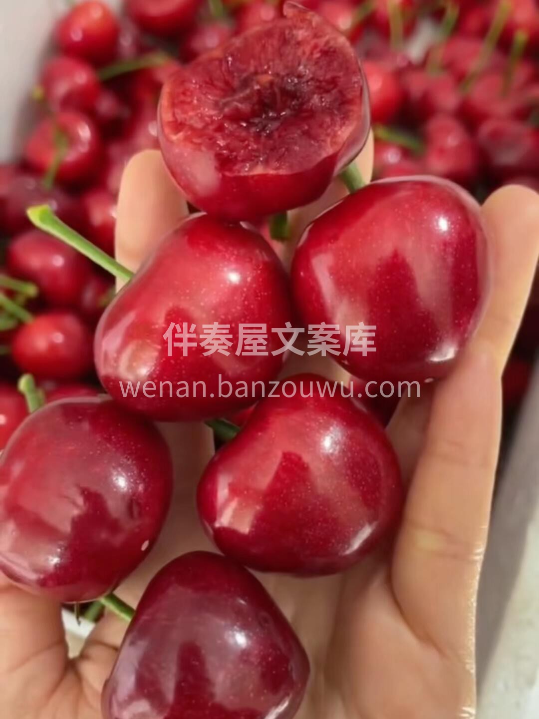 🍒 美早樱桃上市！🍒 紫红发亮像宝石～颗 配图2