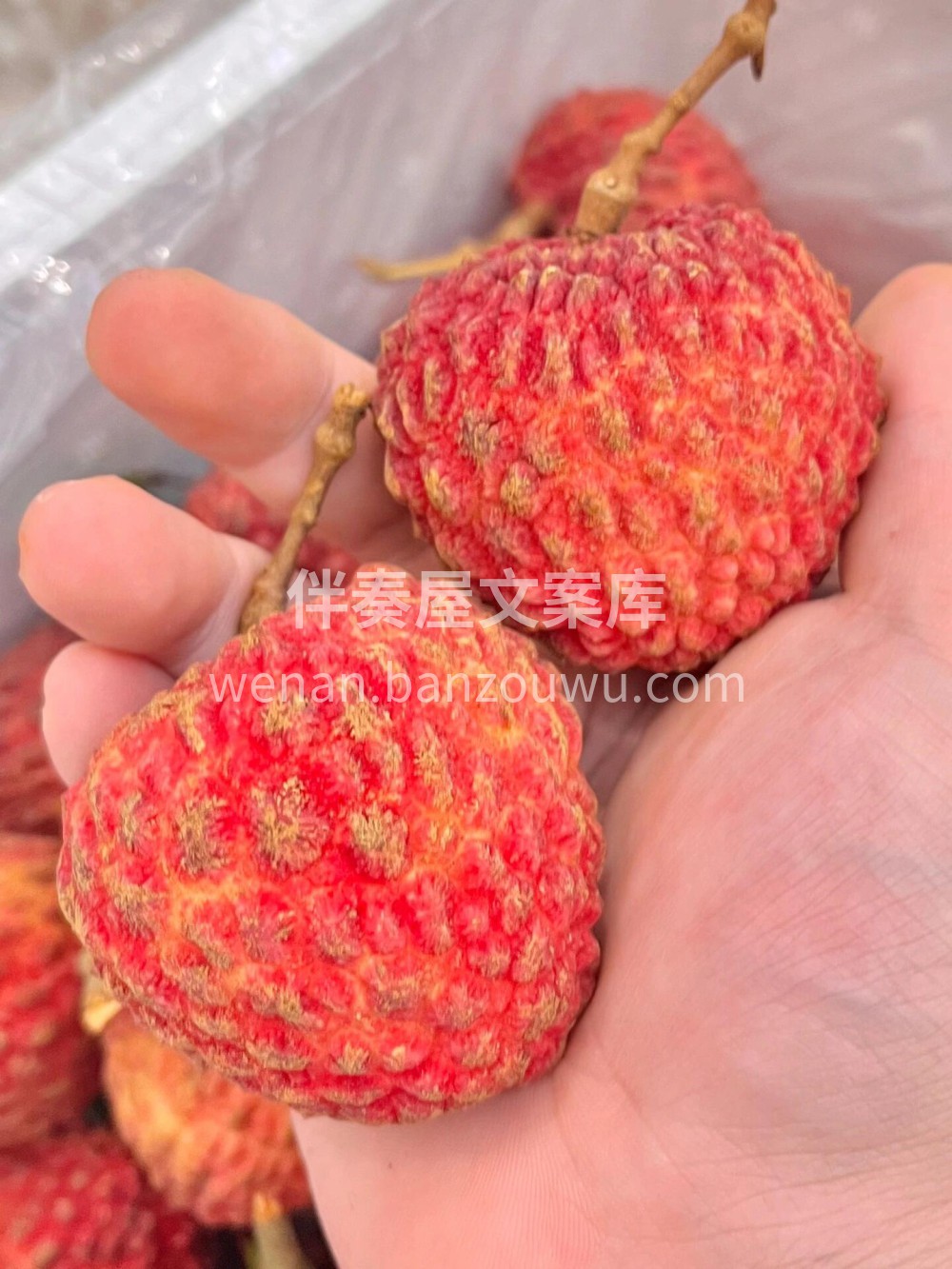 荔枝届的巨星🥰每年只有这一个月里可以一睹 配图2