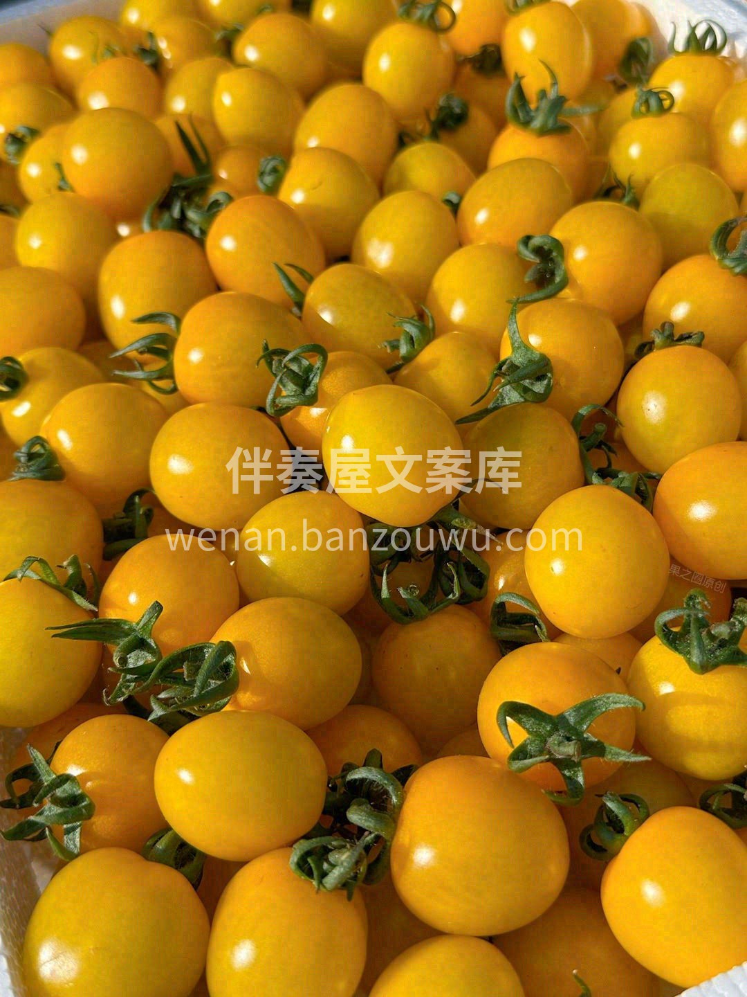 小番茄个头虽小，果浆却不少🌊🌊! 脾气还 配图3