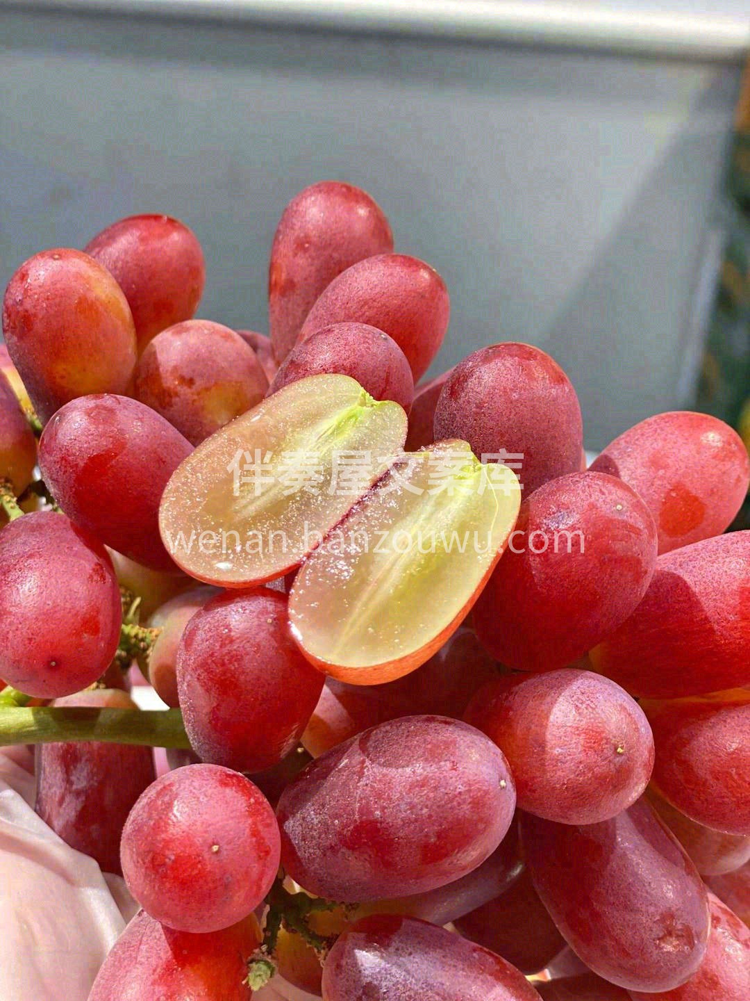 来一串无籽红提吧🍇， 挂在树上的红宝石💎 配图2