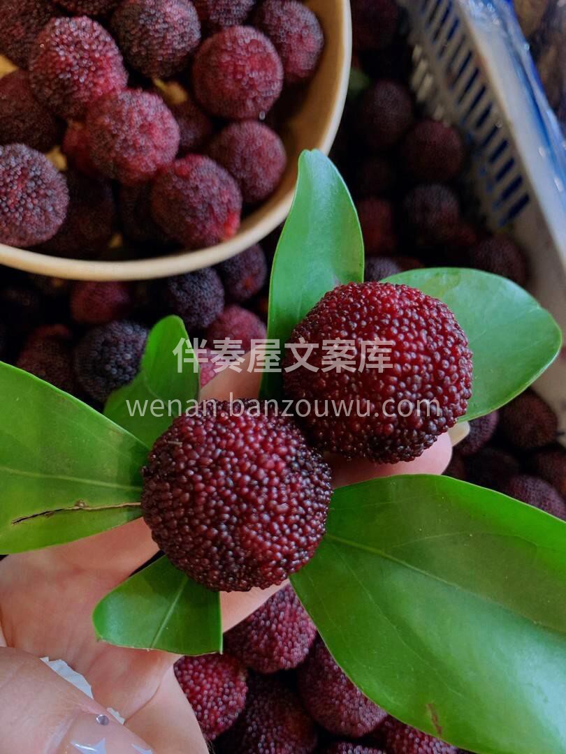 💜东魁杨梅||杨梅界的瑰宝杨梅👍 不似一 配图2