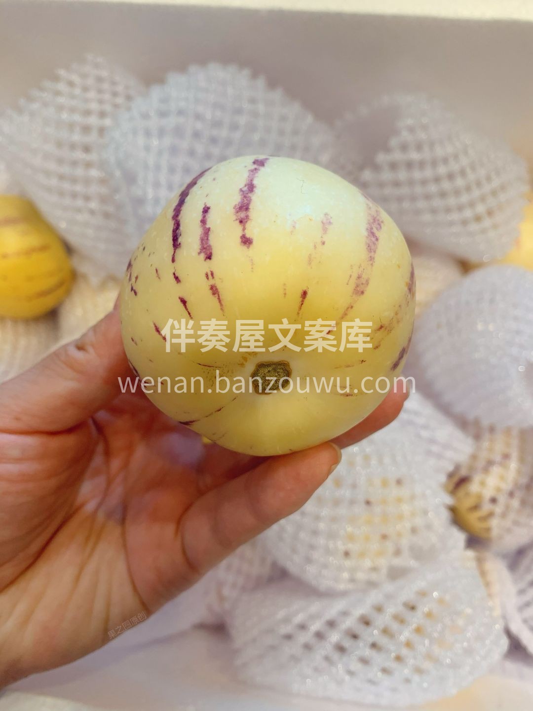 人参果就像秋日里的一株清凉睡莲🌷 入嘴那 配图1