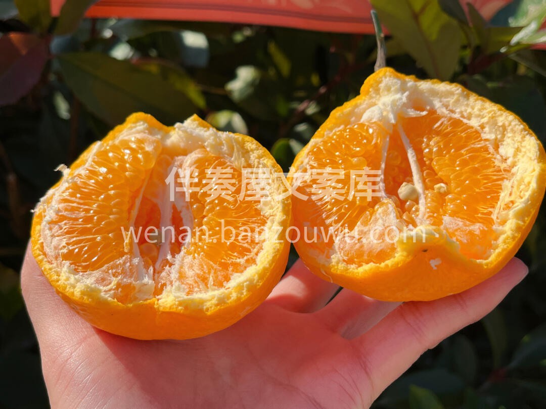 🍊【清爽解腻】耙耙柑🌿 果肉粒粒分明，汁 配图1