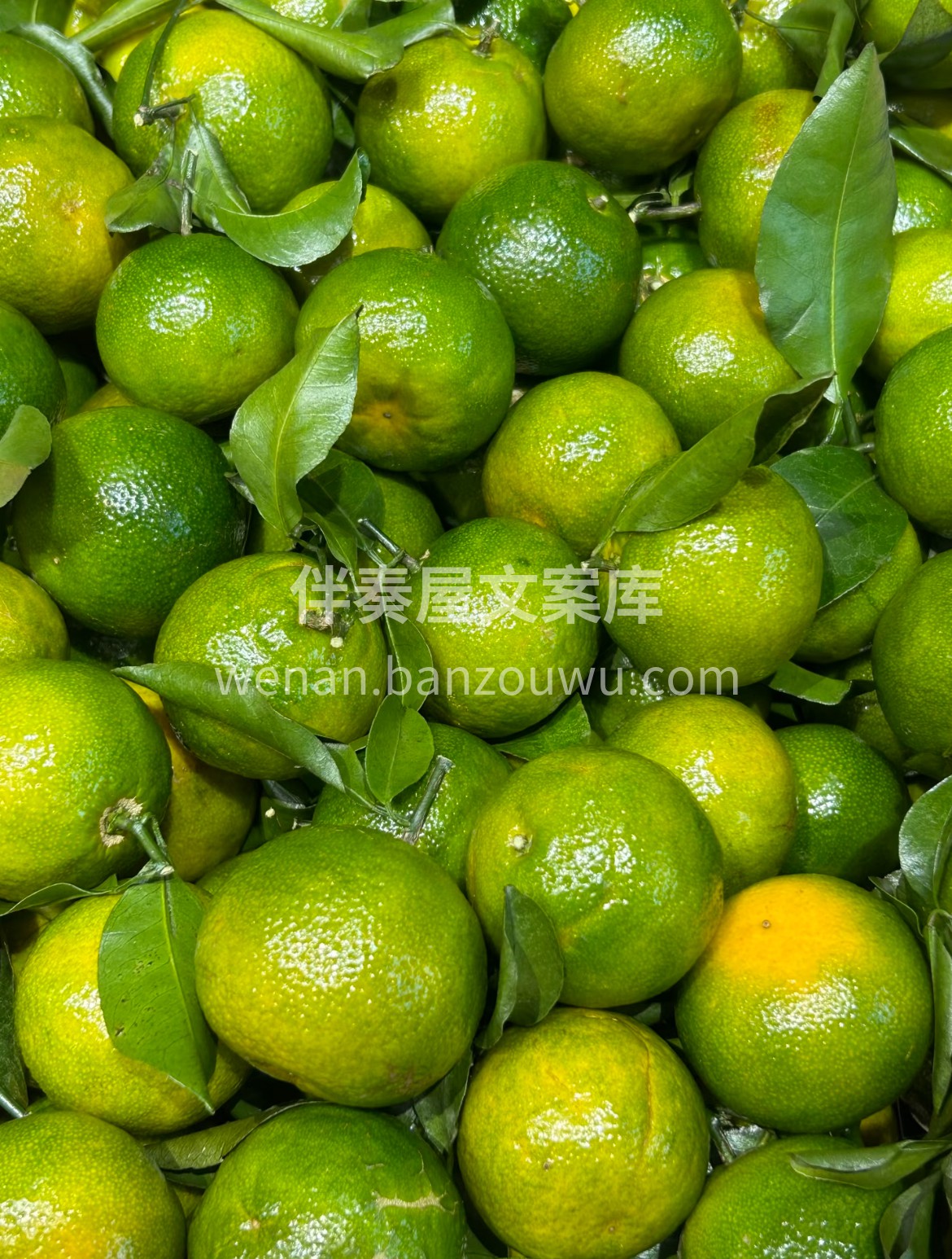 时令·清甜蜜橘🔆 爽口的代表🍭～核小肉嫩 配图3