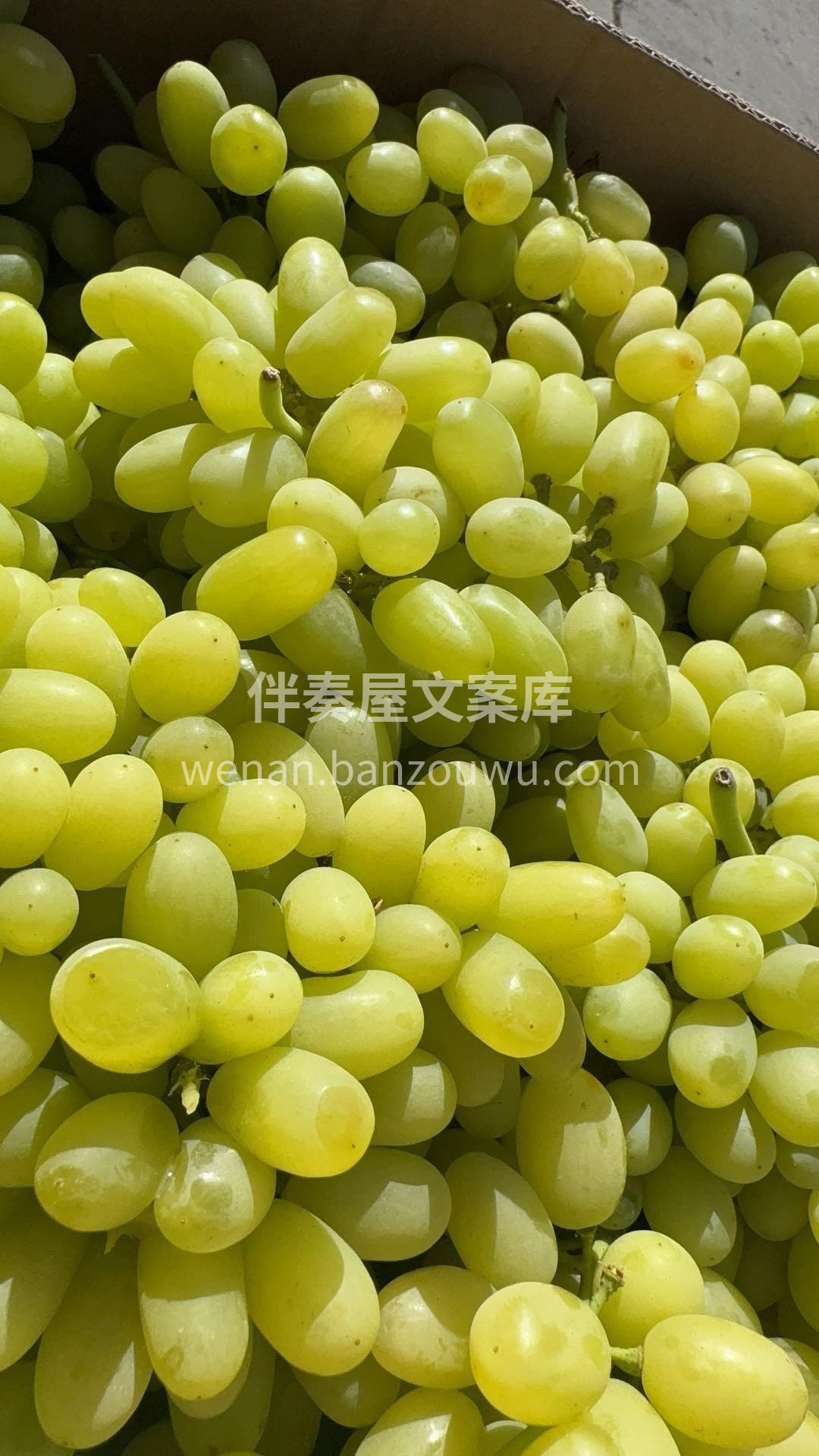 🍂🍂新疆无核玻璃脆葡萄🎉无籽爆汁，直接手 配图2